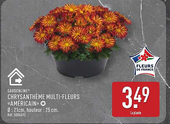 CHRYANTHÈME MULTI-FLEURS «AMÉRICAIN»
