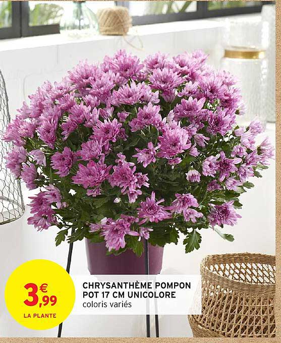 CHRYANTHÈME POMPON POT 17 CM UNICOLOR