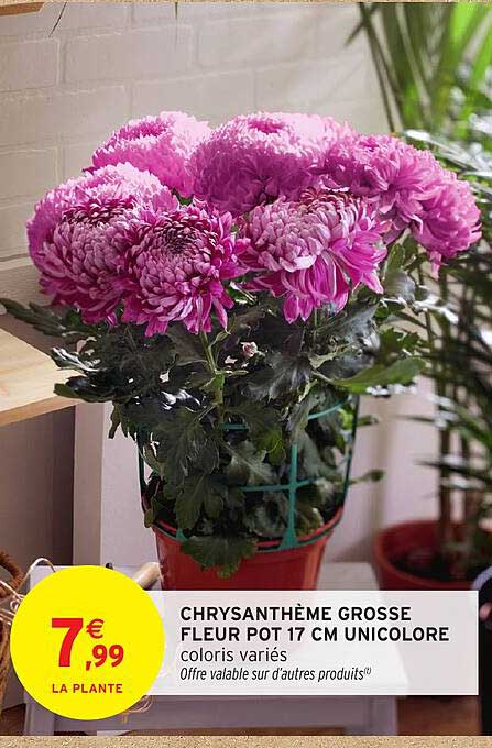CHRYSANTHÈME GROSSE FLEUR POT 17 CM UNICOLOR