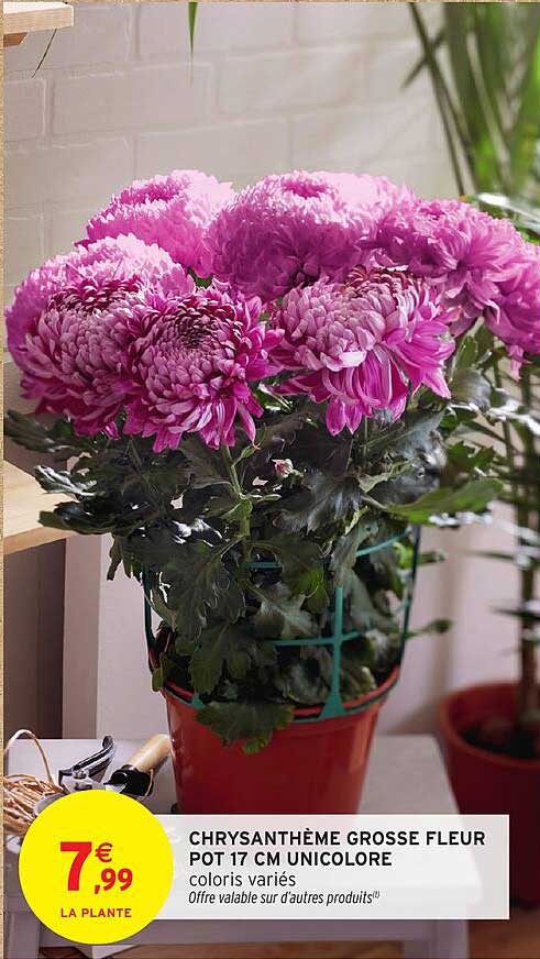 CHRYSANTHÈME GROSSE FLEUR POT 17 CM UNICOLORE