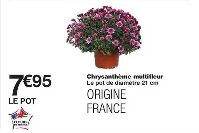 Chrysanthème multifleur