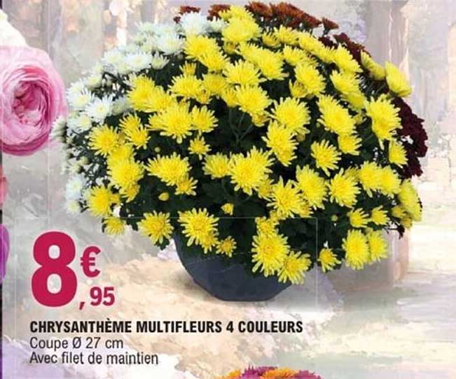 CHRYsANTHèME MULTIFLEURS 4 COULEURS