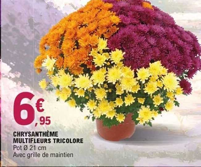 CHRYSANTHÈME MULTIFLEURS TRICOLORE