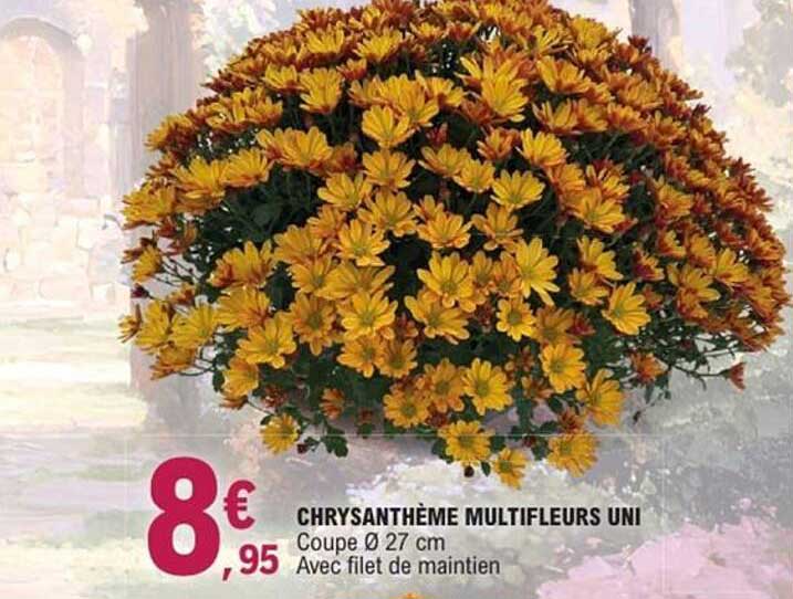 CHRYSANTHÈME MULTIFLEURS UNI