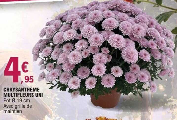 CHRYSANTHÈME MULTIFLEURS UNI