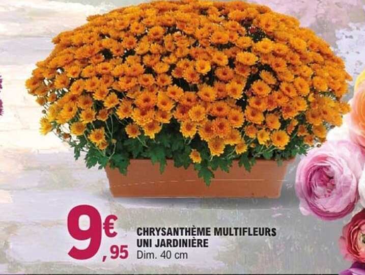 CHRYSANTHÈME MULTIFLEURS UNI JARDINIÈRE