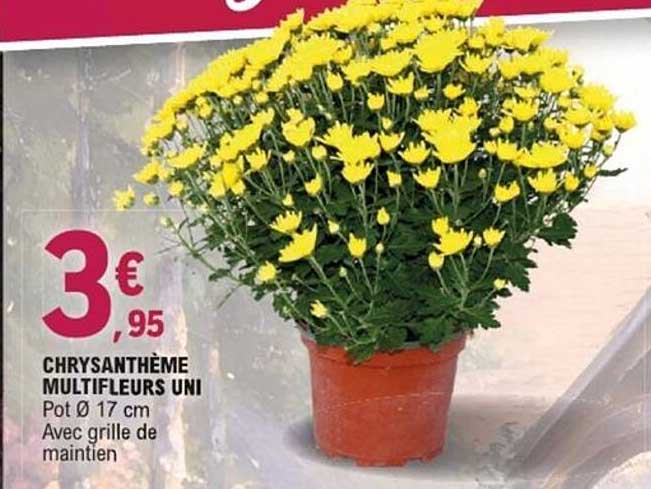 CHRYSANTHÈME MULTIFLEURS UNI
