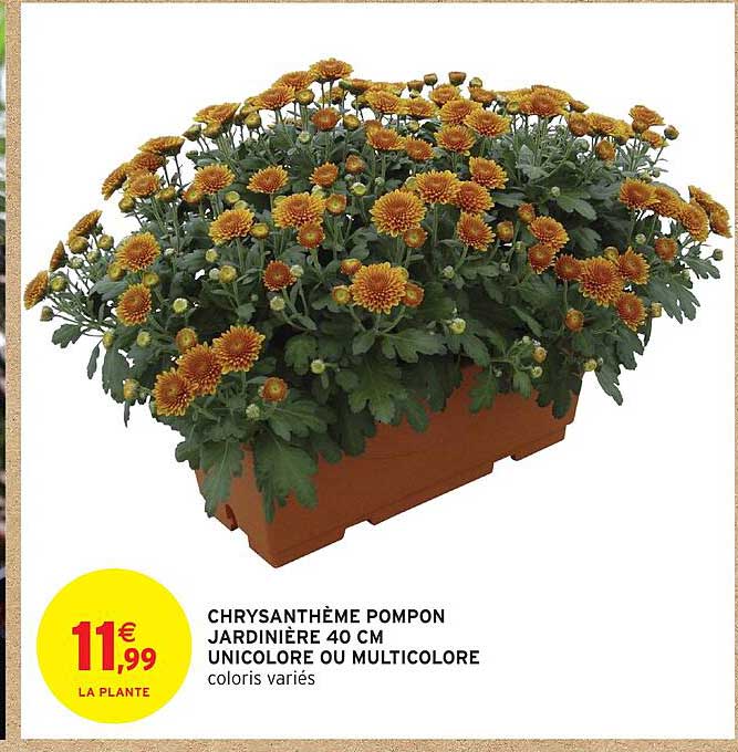 CHRYSANTHÈME POMPON JARDINIÈRE 40 CM UNICOLORE OU MULTICOLORE