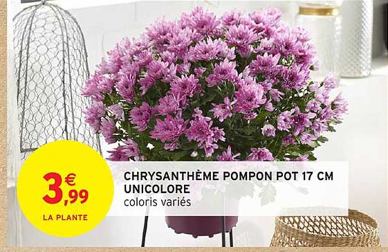 CHRYSANTHÈME POMPON POT 17 CM UNICOLore