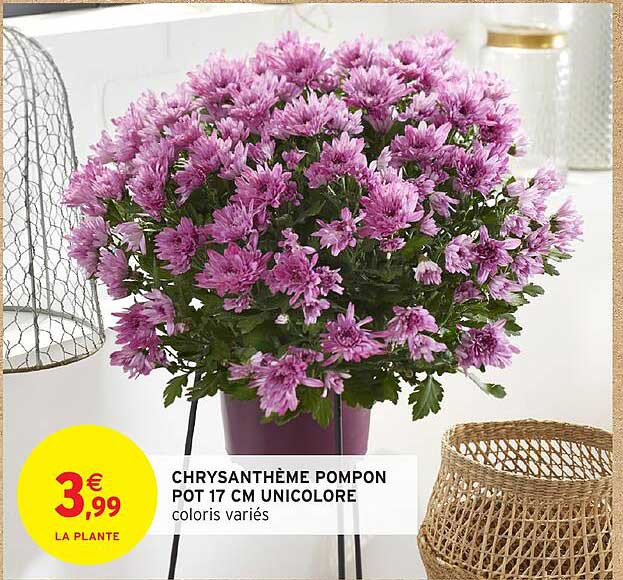 CHRYSANTHÈME POMPON POT 17 CM UNICOLORE