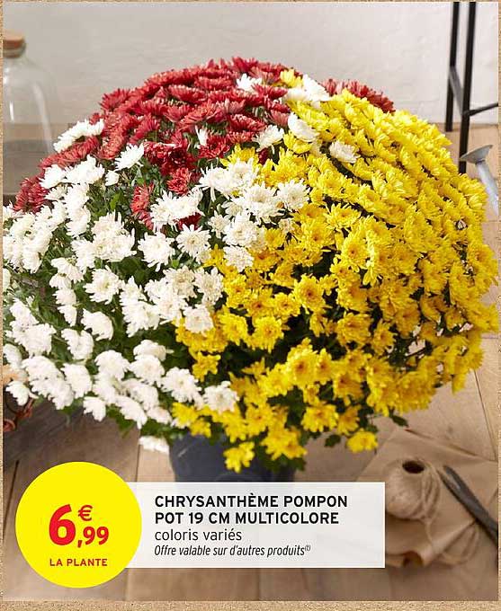 CHRYSANTHÈME POMPON POT 19 CM MULTICOLOR