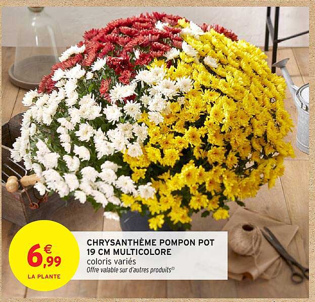 CHRYSANTHÈME POMPON POT 19 CM MULTICOLOR