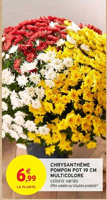 CHRYsANThème PompON POT 19 CM MULTICOlORE