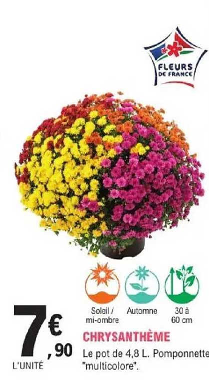 CHRYsANTHÈME