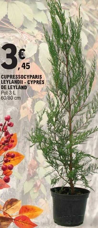CUPRESSOCYPARIS LEYLANDII - CYPRÈS DE LEYLAND