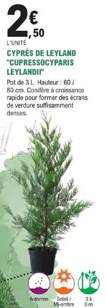 CYPRÈS DE LEYLAND "CUPRESSOCYPARIS LEYLANDII"