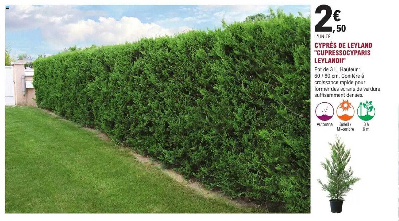 CYPRÈS DE LEYLAND "CUPRESSOCYPARIS LEYLANDII"