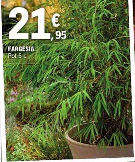 FARGESIA