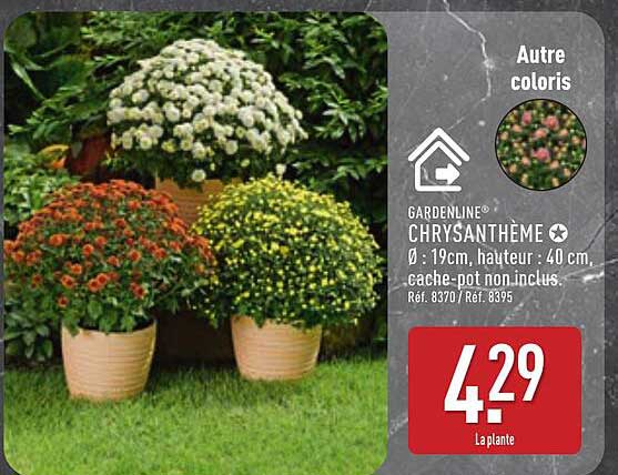 GARDENLINE® CHRYSANTHÈME
