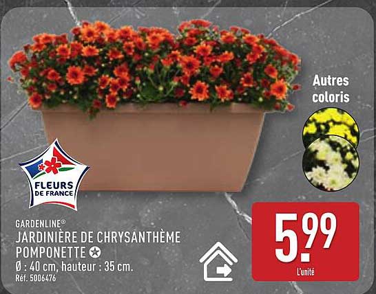 JARDINIÈRE DE CHRYSANTHÈME POMPONETTE
