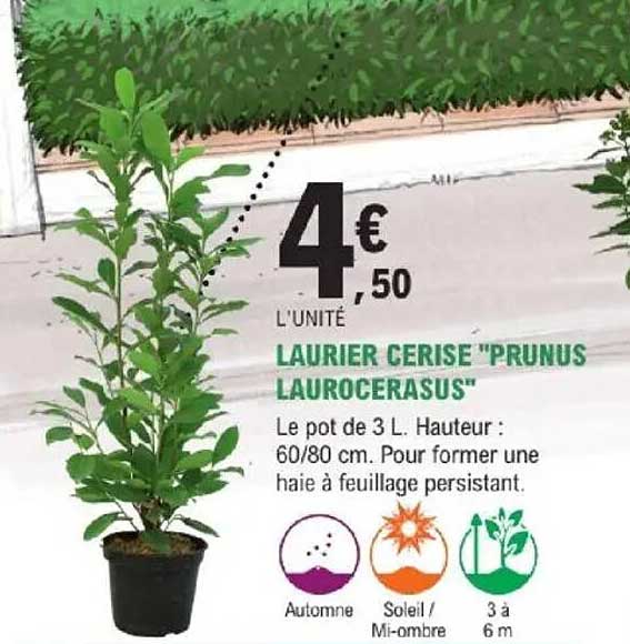 LAURIER CERISE "PRUNUS LAUROCERASUS"