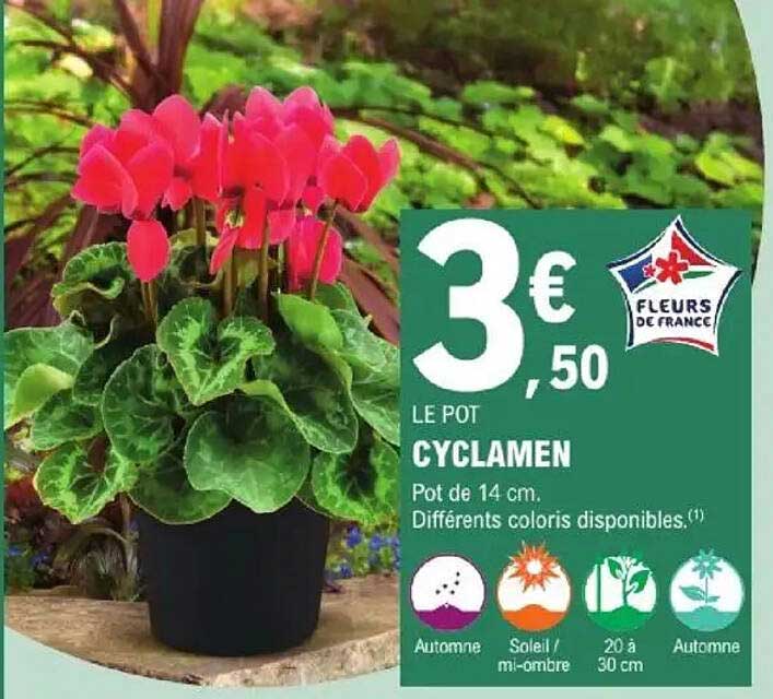 LE POT CYCLAMEN