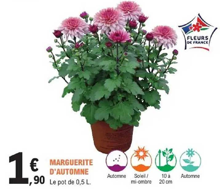 MARGUERITE D'AUTOMNE