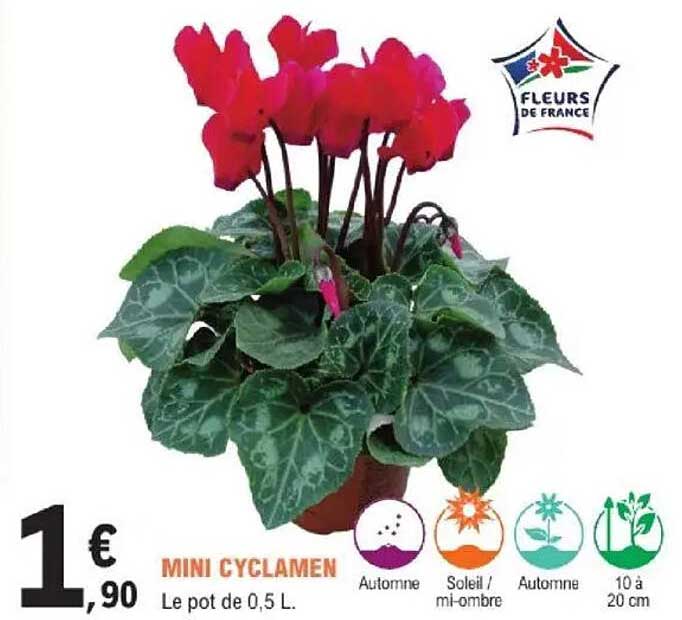 MINI CYCLAMEN