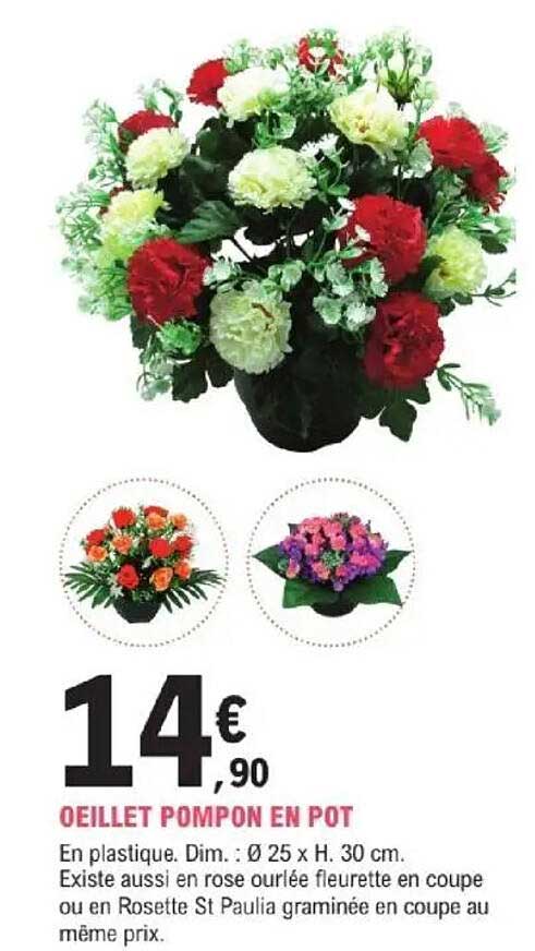 OEILLET POMPON EN POT