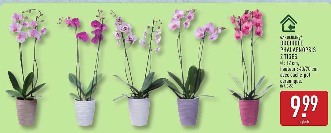 ORCHIDÉE PHALAENOPSIS 2 TIGES