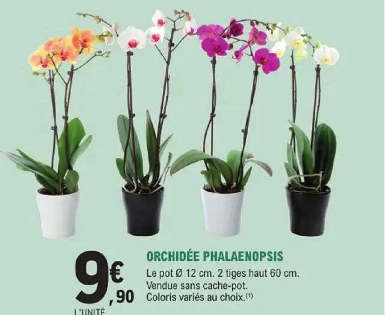 Orchidée Phalaenopsis
