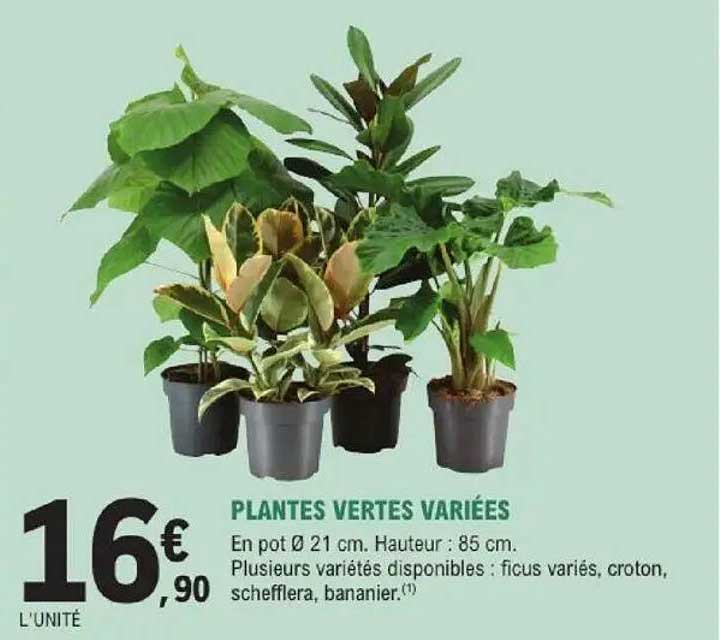 PLANTES VERTES VARIÉES