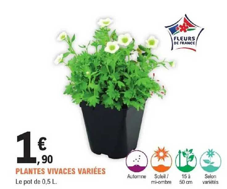 PLANTES VIVACES VARIÉES