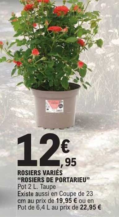 ROSERS VARIÉS "ROSIERS DE PORTARIEU"