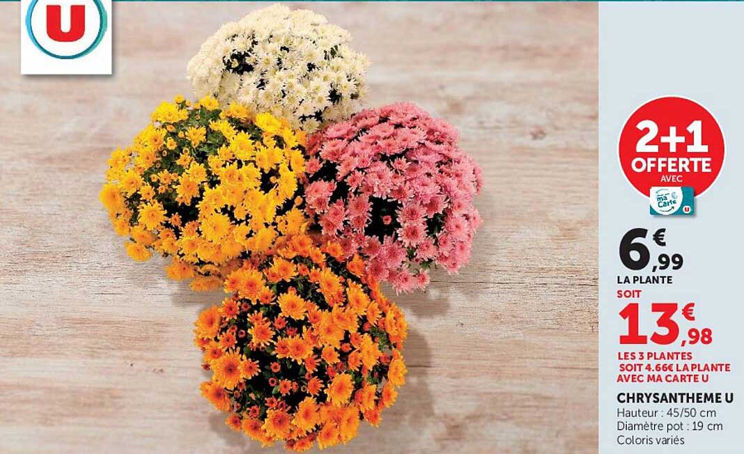 2+1 OFFERTE AVEC CARTE U CHRYSANTHEME U