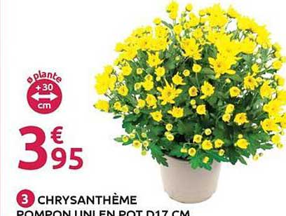 3 CHRYSANTHÈME POMPON UNI EN POT D17 CM