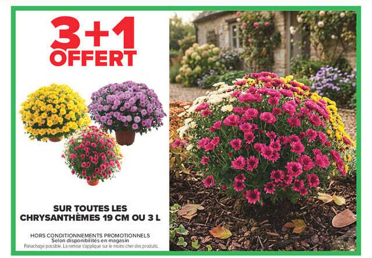 3+1 OFFERT SUR TOUTES LES CHRYSANTHÈMES 19 CM OU 3 L