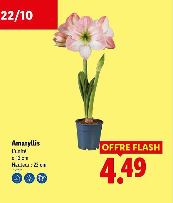 Amaryllis