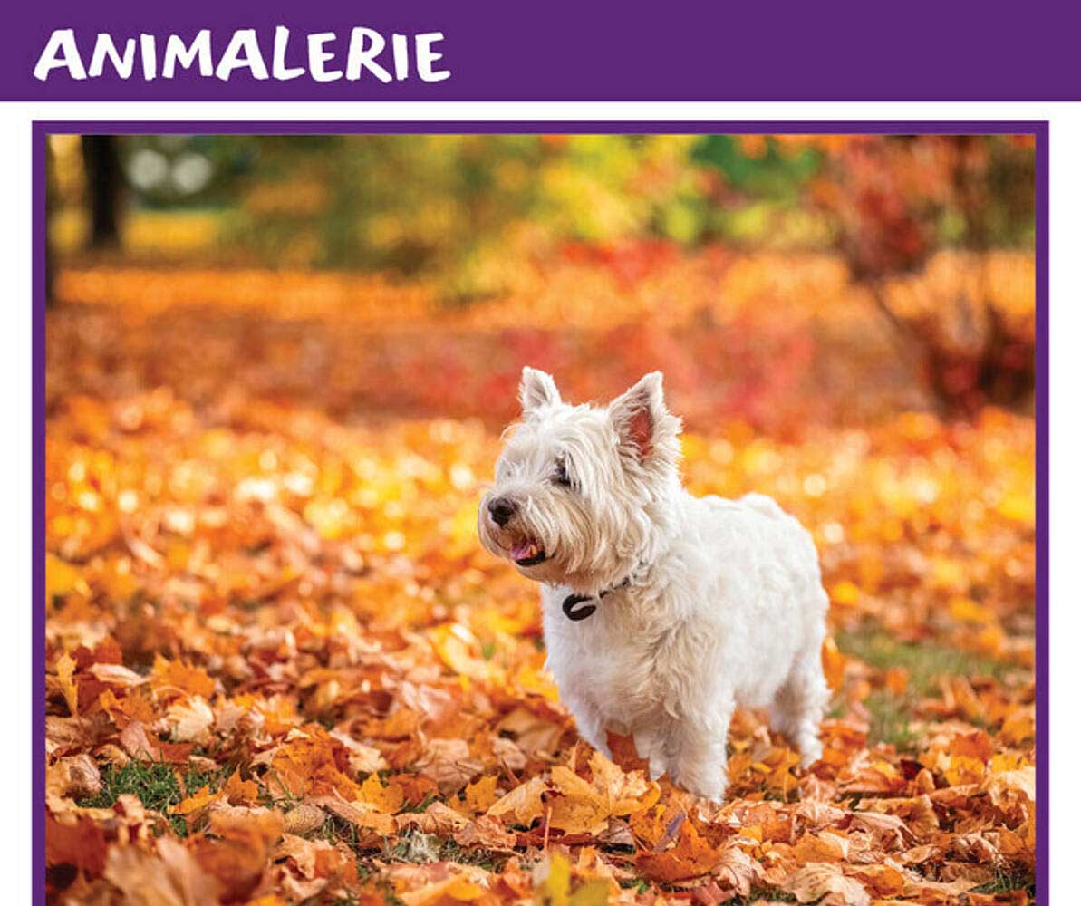 ANIMALERIE