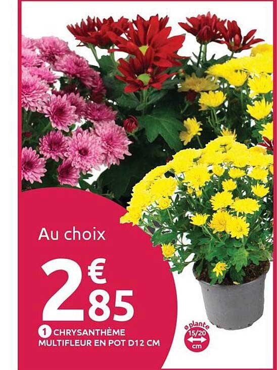 Au choix 1 CHRYSANTHÈME MULTIFLEUR EN POT D12 CM