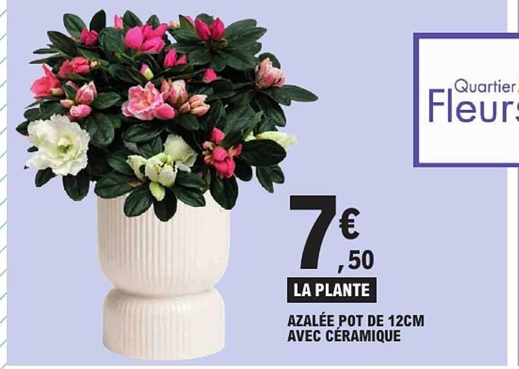 AZALÉE POT DE 12CM AVEC CÉRAMIQUE