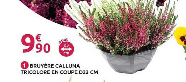 BRUYÈRE CALLUNA TRICOLORE EN COUPE D23 CM