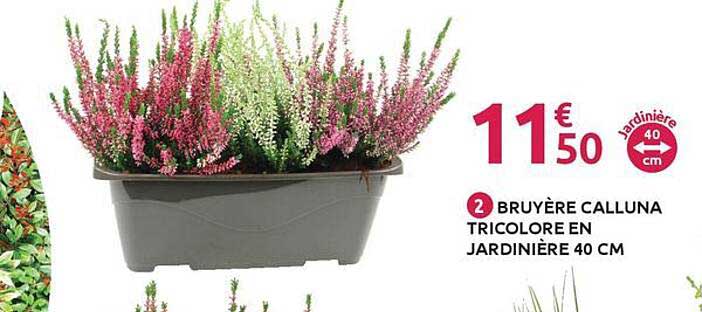 BRUYÈRE CALLUNA TRICOLORE EN JARDINIÈRE 40 CM