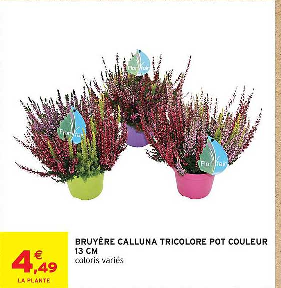 BRUYÈRE CALLUNA TRICOLORE POT COULEUR 13 CM
