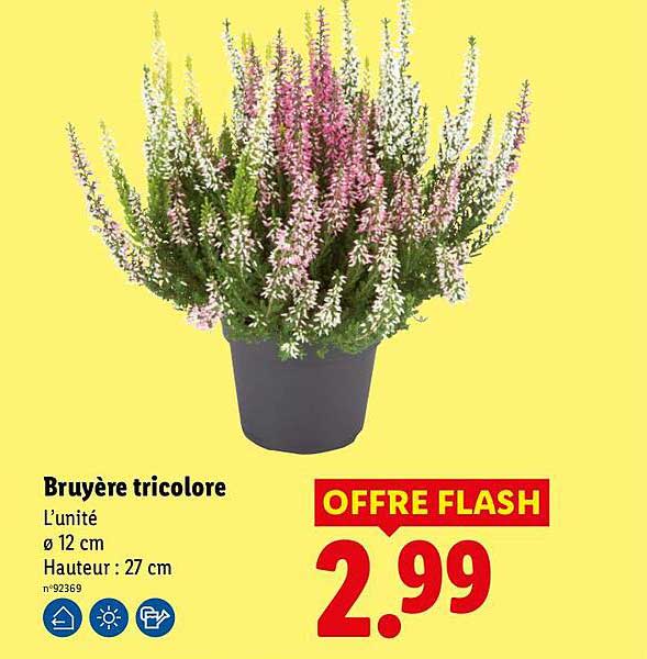 Bruyère tricolore