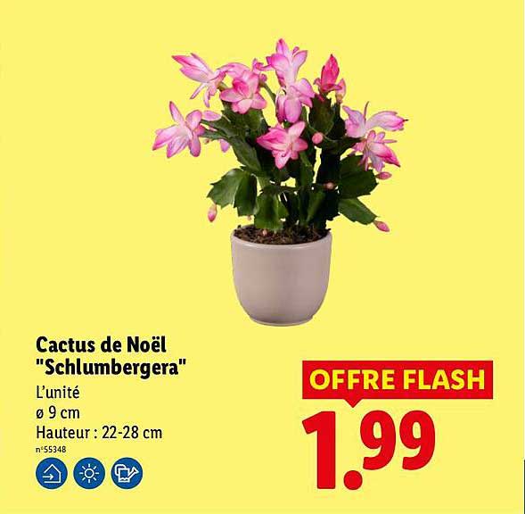 Cactus de Noël "Schlumbergera"