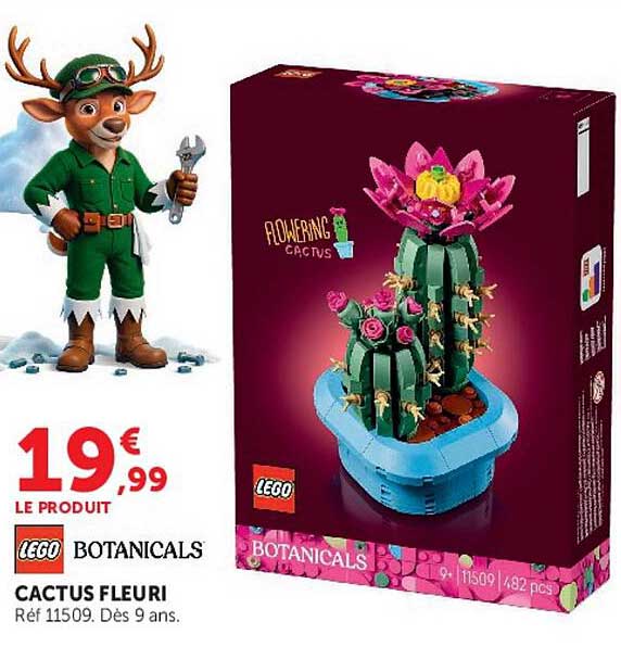 CACTUS FLEURI
