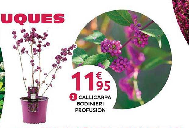CALlicarpa BODINIERI PROFUSION