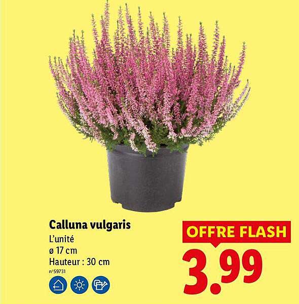Calluna vulgaris