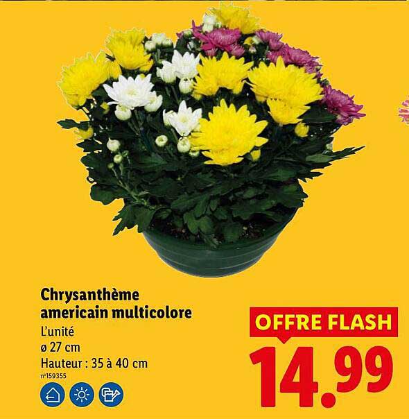 Chrysanthème americain multicolore